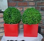 2 magnifiques pots fleurs avec buis artificielles, Ophalen, Zo goed als nieuw