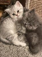 Britse kortharige en langharige kittens, Dieren en Toebehoren, Katten en Kittens | Raskatten | Korthaar, Poes, Gechipt, 0 tot 2 jaar