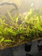 Echinodorus magalenensis,, Dieren en Toebehoren