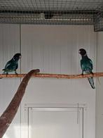 Gevraagd - Blauwe twenty eight / 28 pop 2024 of 2025, Dieren en Toebehoren, Vogels | Parkieten en Papegaaien, Parkiet