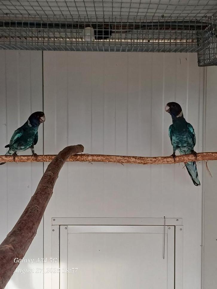 Gevraagd - Blauwe twenty eight / 28 pop 2024 of 2025, Dieren en Toebehoren, Vogels | Parkieten en Papegaaien, Parkiet