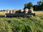 Lammeren - ooien - rammen - schapen, Dieren en Toebehoren, Schaap, 0 tot 2 jaar