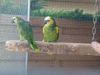 Kweekkoppel geelschouder blauwvoorhoofd amazone, Dieren en Toebehoren, Vogels | Parkieten en Papegaaien