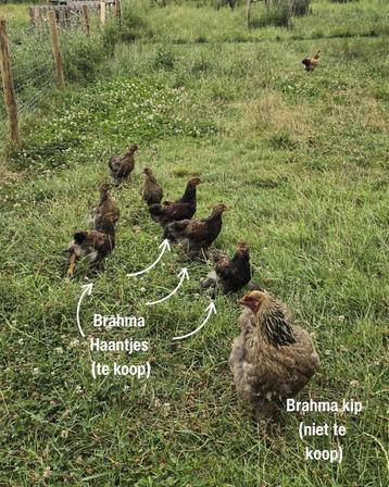 Te koop: jonge Brahma haantjes beschikbaar voor biedingen