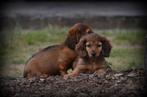 Langharige Teckel pups, Dieren en Toebehoren, België, Reu, CDV (hondenziekte), 8 tot 15 weken