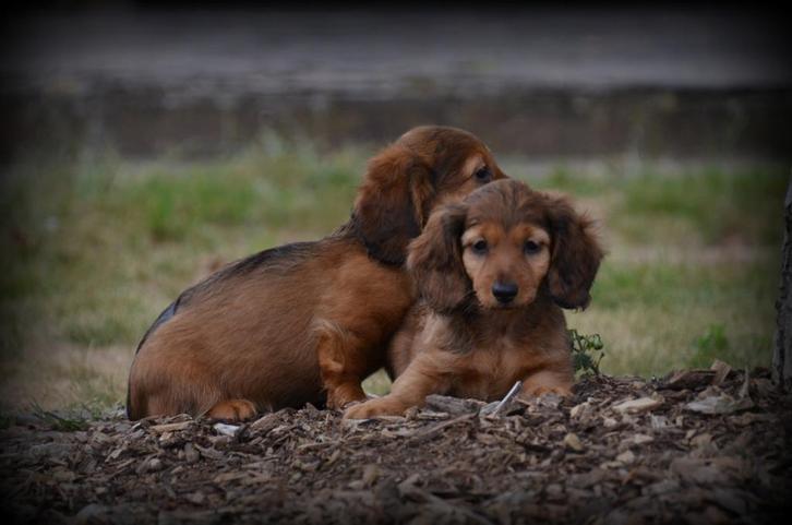 Langharige Teckel pups, Dieren en Toebehoren, Honden | Teckels en Dashonden, Reu, Langhaar, Dwerg, Fokker | Professioneel, Meerdere