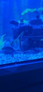 Maanvis, Dieren en Toebehoren, Vissen | Aquariumvissen