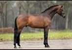 Gezocht 4 tot 8 jarig springpaard., Dieren en Toebehoren, Paarden, Springpaard
