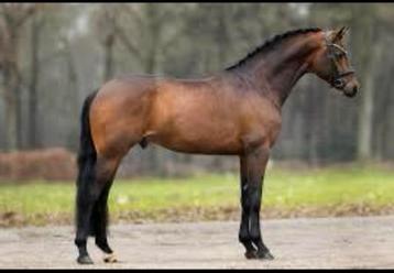 Gezocht 4 tot 8 jarig springpaard., Cheval de saut
