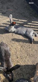 Vlaamse reus gevaccineerd, Dieren en Toebehoren, Konijnen, Mannelijk, Groot, 0 tot 2 jaar