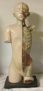 rare buste anatomique antique garçon Steger Leipzig, Enlèvement