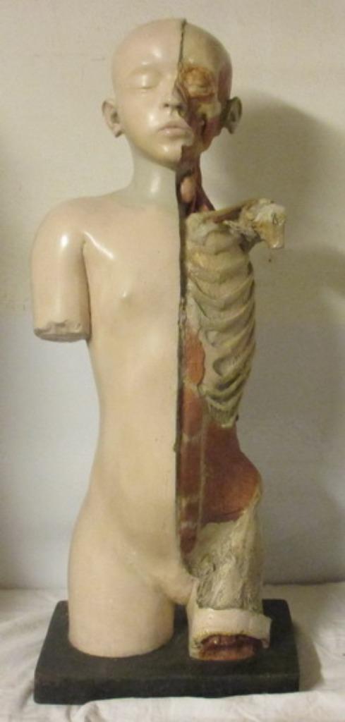 antieke anatomische torso buste jongen Steger Leipzig, Antiek en Kunst, Curiosa en Brocante, Ophalen