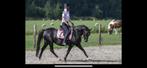 Mooie zwarte Welsh merrie, Dieren en Toebehoren, C pony (1.27m tot 1.37m), 11 jaar of ouder, Merrie, Met stamboom