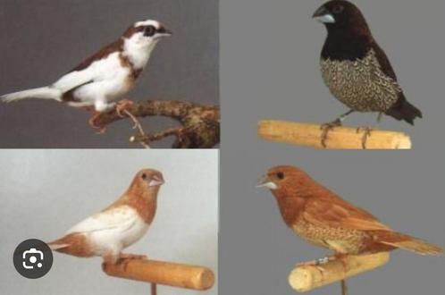 Ik zoek: Japanse meeuwtjes poppen, Dieren en Toebehoren, Vogels | Overige Vogels