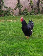 Barnevelder dubbelgezoomd zilver haan (jong), Dieren en Toebehoren, Pluimvee, Mannelijk, Kip