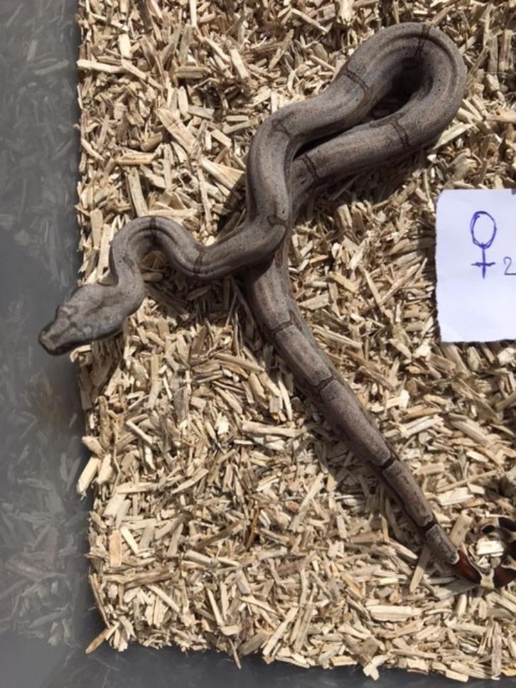 Boa Constrictor Amarali, Dieren en Toebehoren, Reptielen en Amfibieën, Slang, 0 tot 2 jaar