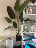 Neppe kamerplant + zwarte bloempot, Ophalen
