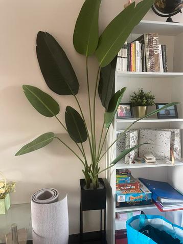 Neppe kamerplant + zwarte bloempot beschikbaar voor biedingen