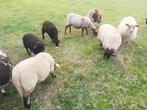 6 schapen, Dieren en Toebehoren, Schapen, Geiten en Varkens, Meerdere dieren, Schaap, 0 tot 2 jaar
