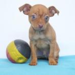 Pinscher X Chihuahua (reutje) Belgische pup te koop, Dieren en Toebehoren, België, CDV (hondenziekte), 8 tot 15 weken, Eén hond