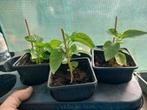 Adjuma (gele/rode), Tuin en Terras, Planten | Tuinplanten, Ophalen