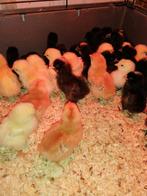 poussins de jour : 10 races différentes avant le 14 mai, Poule ou poulet, Femelle