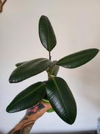 ficus elastica robusta, Huis en Inrichting, Kamerplanten, Minder dan 100 cm, Ficus, Ophalen of Verzenden, Halfschaduw