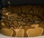 Python regius, Dieren en Toebehoren