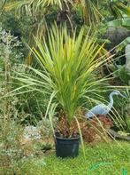 Cordyline Australië, Tuin en Terras, Planten | Bomen, Ophalen, Winter