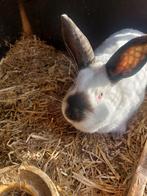 Te koop californier konijn moer., Dieren en Toebehoren, Konijnen