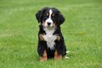 Berner Sennen pups te koop - Ouders aanwezig, CDV (hondenziekte), Meerdere, 8 tot 15 weken, Sennenhond