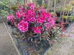 Rhododendron ‘Choc&Pink’, Tuin en Terras, Ophalen of Verzenden, Rhododendron