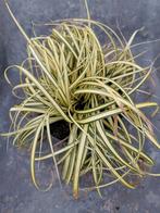 Carex Evergold, Enlèvement, Mi-ombre