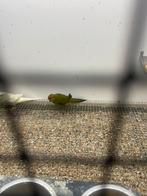 Kakariki, Dieren en Toebehoren, Meerdere dieren, Parkiet, Geringd
