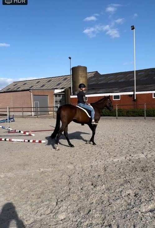 Paard, Dieren en Toebehoren, Paarden, Ruin, Zadelmak, 160 tot 165 cm, 3 tot 6 jaar, Recreatiepaard, Met stamboom, Gechipt, Ontwormd