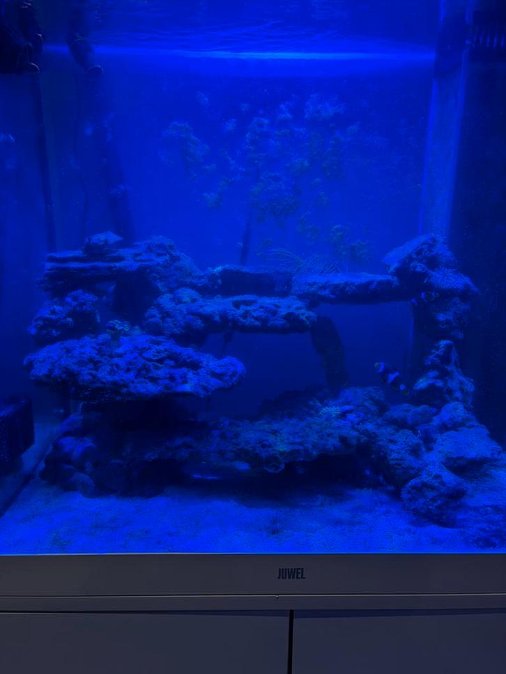 Zee aquarium juwel, Dieren en Toebehoren, Vissen | Aquariumvissen, Zoutwatervis, Vis