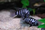zebra en albino ciclieden, Dieren en Toebehoren