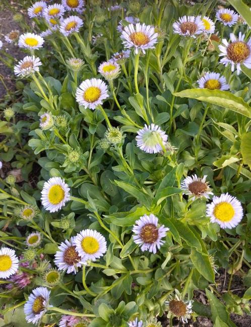 Diverse winterharde plantjes fijnstraal, Tuin en Terras, Planten | Tuinplanten, Vaste plant, Overige soorten, Zomer, Ophalen