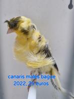 Canaris male, Animaux & Accessoires, Oiseaux | Canaris