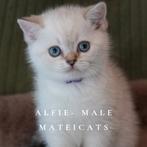 British Shorthair Blue Golden Point, Meerdere dieren, Gechipt, 0 tot 2 jaar