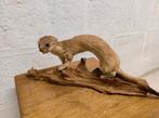 Taxidermie: opgezette wezel, Ophalen, Gebruikt