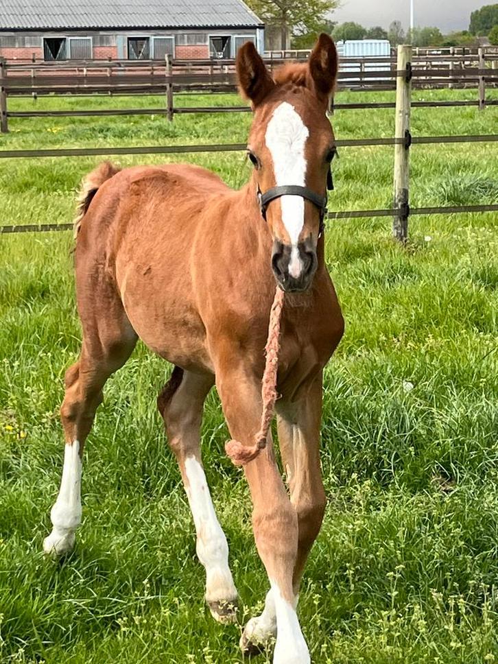 Hulp in sportstal/paardenfokkerij, Dieren en Toebehoren, Paarden en Pony's | Dekhengsten en Fokmerries, Meerdere dieren