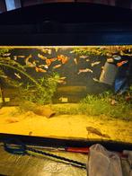 Guppys tr koop, Animaux & Accessoires, Poissons | Poissons d'aquarium, Poisson, Poisson d'eau douce