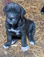 Cane corso pups, Dieren en Toebehoren, Honden | Bulldogs, Pinschers en Molossers, België, Fokker | Hobbymatig, Overige rassen