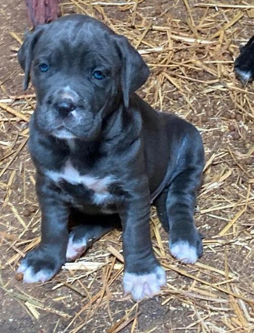 Cane corso pups, Dieren en Toebehoren, Honden | Bulldogs, Pinschers en Molossers, Meerdere dieren, Overige rassen, Fokker | Hobbymatig