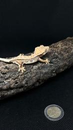 Gecko a crête femelle