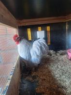 Cochin baby gris perle, Mâle, Poule ou poulet