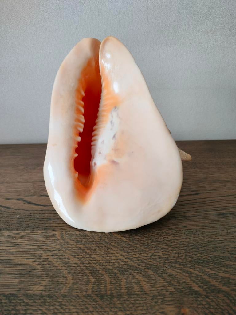 Casque en coquillage, cornuta., Enlèvement ou Envoi