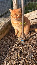 Kat rost, Chat, À poils courts, 0 à 2 ans