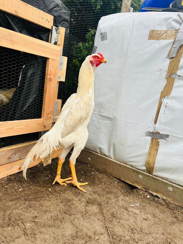 O shamo, Dieren en Toebehoren